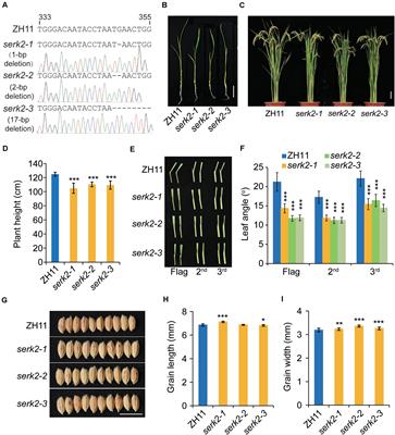 Regulation of Brassinosteroid Signaling and Salt Resistance by SERK2 and Potential Utilization for Crop Improvement in Rice